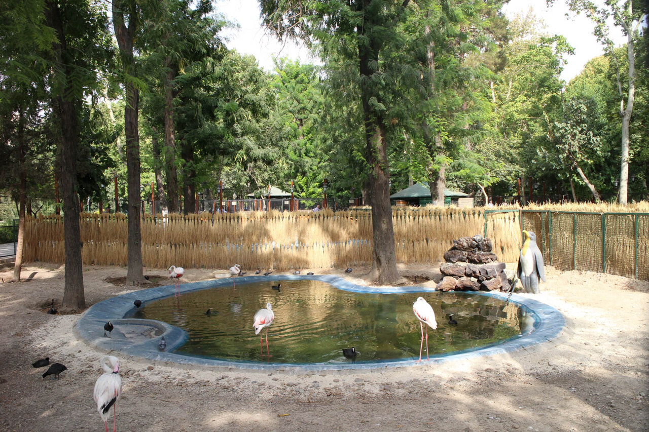 پرنده‌نگری در آسمان تهران