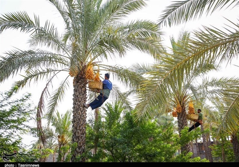 اخبار استان بوشهر , اخبار دشتستان , استانداری بوشهر , 