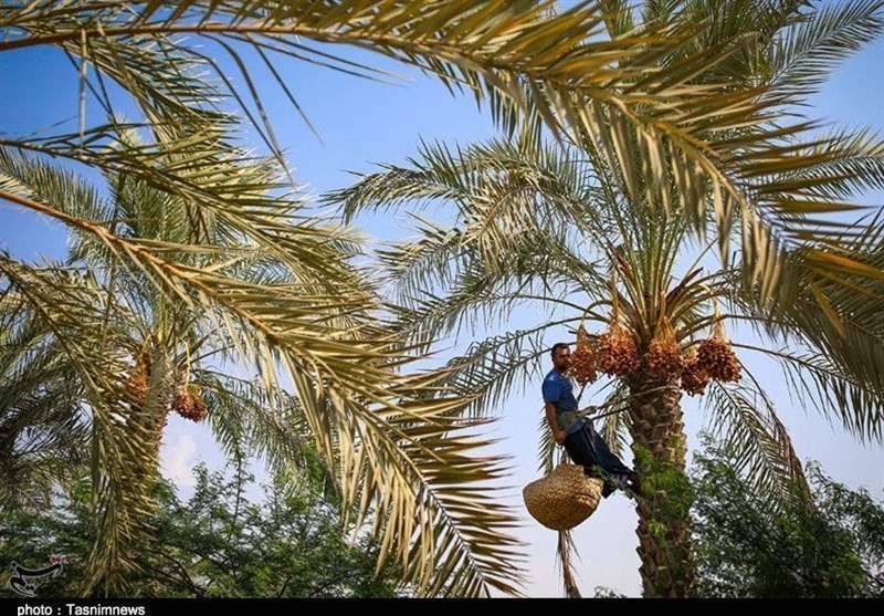 اخبار استان بوشهر , اخبار دشتستان , استانداری بوشهر , 