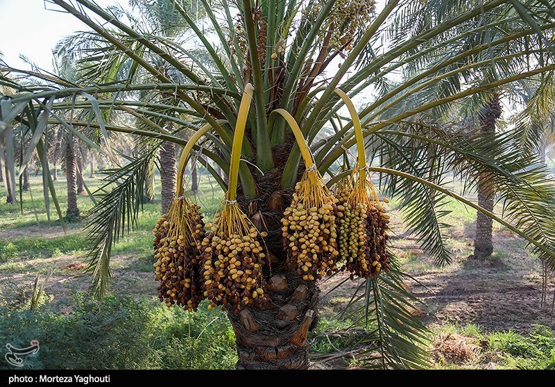 اخبار استان بوشهر , اخبار دشتستان , استانداری بوشهر , 