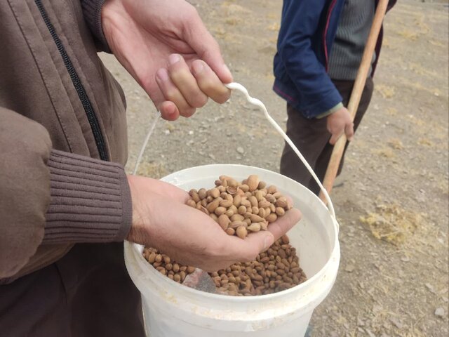 کشت بادامک و ارژن در ۲۰ هکتار از گردنه زاغه ملایر