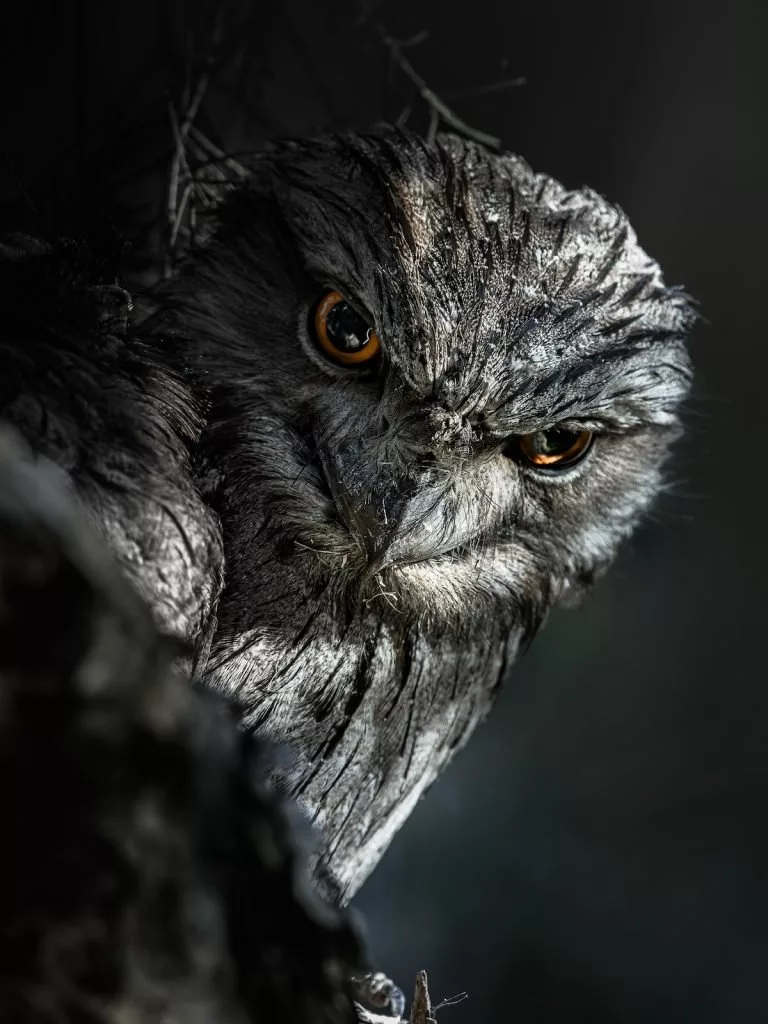 2025-oceania-photo-contest-winners-۱۶-768x1024.jpg