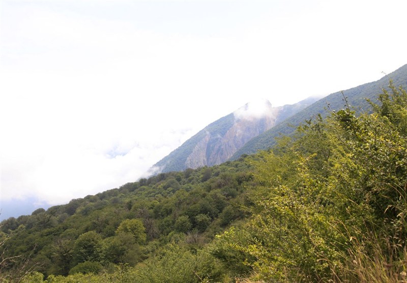 اخبار استان گلستان , نظام مسائل استان گلستان , طبیعت , جنگل های هیرکانی , 