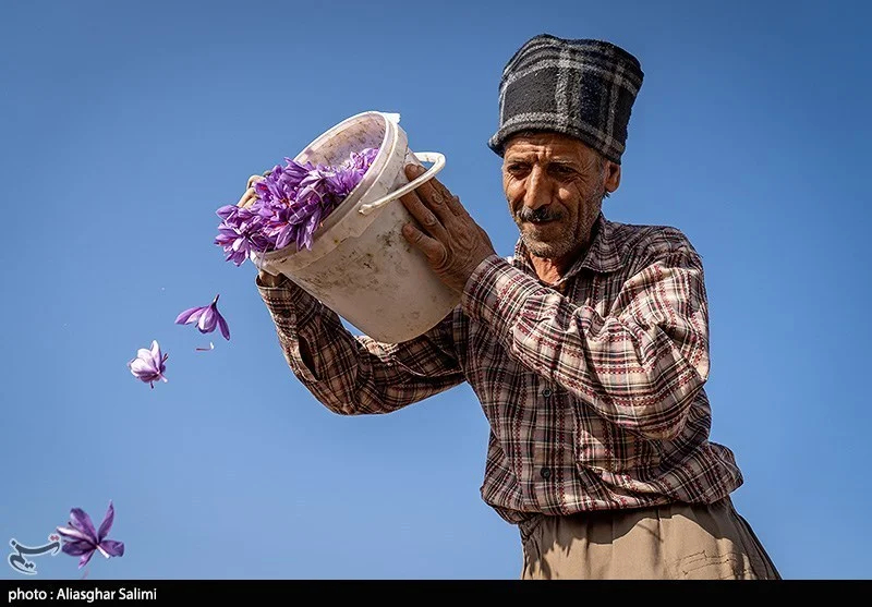اخبار استان مازندران , اخبار ساری , کشاورزی , 