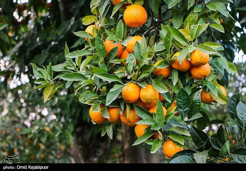اخبار استان مازندران , اخبار ساری , 