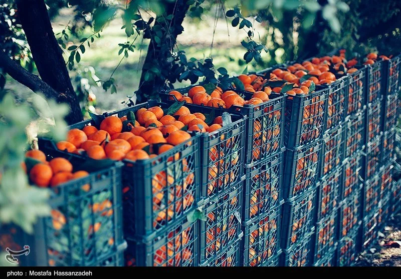 اخبار استان مازندران , اخبار ساری , نظام مسائل استان , نظام مسائل استان مازندران , 