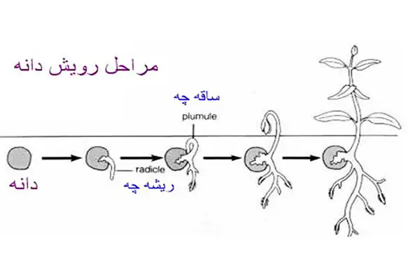 مراحل رویش دانه 