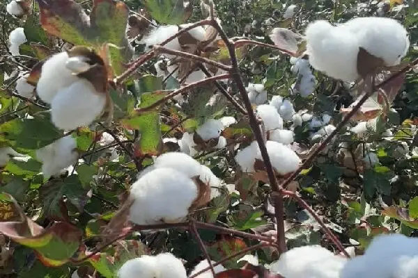 دو راهی بر مسیر توسعه کشاورزی؛ الگوی کشت گلستان، قانون بدون زیرساخت