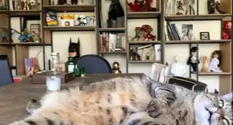 .