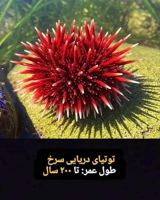  این موجودات فقط ۱۰۰ سال کودکی می کنند! + تصاویر
