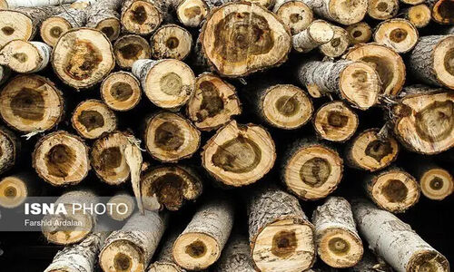 طرح ضربتی و بی‌سابقه در گلستان برای شکار قاچاقچیان چوب در شرایط بحرانی!