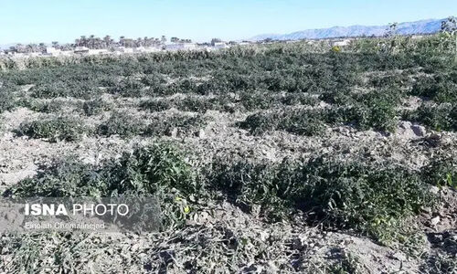 هشدار جدی جهاد کشاورزی هرمزگان درباره تهدید سرمازدگی پس از بارش‌های سنگین