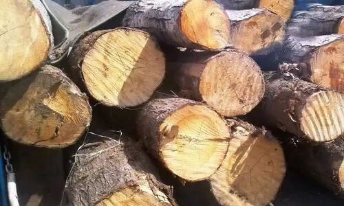 کشف ۲ تن چوب تاغ جنگلی قاچاق به ارزش میلیاردی در برخوار؛ پرونده در دسترس پلیس