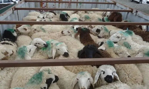 شناسایی و توقیف ۶۹ رأس دام قاچاق در عملیات ضربتی ثلاث باباجانی