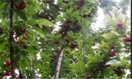 سهم 11.6 درصدی صحنه از صنعت و کشاورزی کرمانشاه
