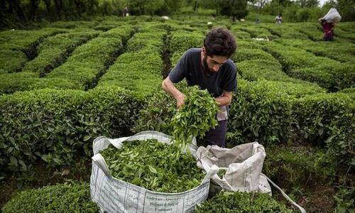 ناترازی به چای ایرانی هم رسید!