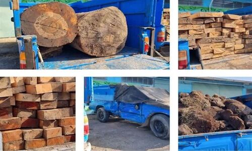 دستگیری 30 قاچاقچی چوب در اردبیل؛ جنگل‌ها زیر تیغ زغال‌پزی‌های مخرب