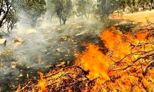 آتش‌سوزی مهیب در جنگل‌های چهاردانگه و نکا؛ تلاش نفس‌گیر برای مهار شعله‌ها ادامه دارد