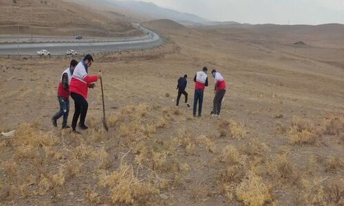 کشت هزاران نهال بادامک و ارژن در ۲۰ هکتار گردنه زاغه؛ طلوعی دوباره در دل طبیعت ملایر