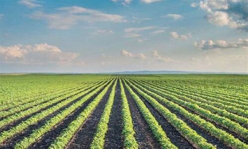 احیای خاک تخریبی در بوشهر؛ کلید سلامت شهرها و روستاها در برابر گرما و کم‌آبی