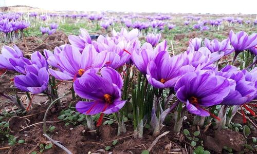 رونق بی‌سابقه طلای سرخ در همدان؛ بزرگ‌ترین مزرعه زعفران غرب کشور در آستانه تحول صنایع تبدیلی