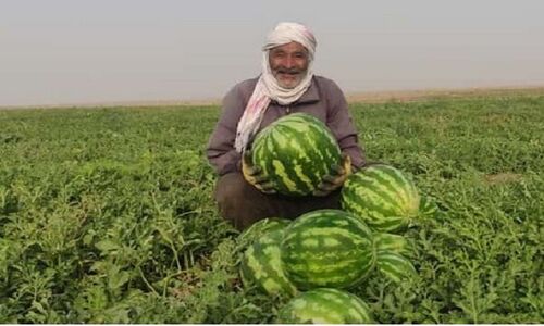 برداشت شگفت‌انگیز هندوانه پاییزه در جاسک؛ راز موفقیت کشاورزان هرمزگان چیست؟