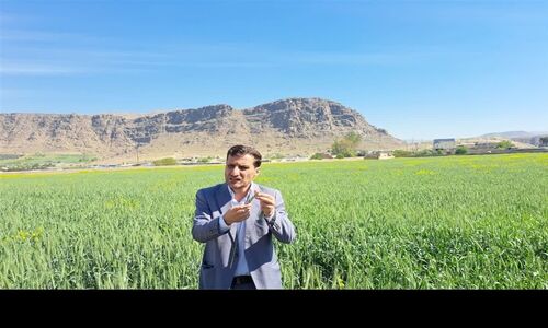 چرا زنجیره نان در ایران به مشکل خورده؟ بررسی چالش‌های پنهان گندم و نان