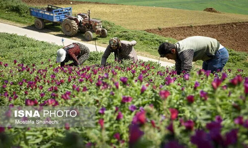 اختصاص ۱۴۰۰ هکتار از اراضی زنجان به کشت گیاهان دارویی