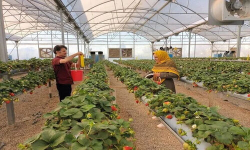 هشدار جدی به گلخانه‌داران آذربایجان‌غربی هم‌زمان با کاهش دما 