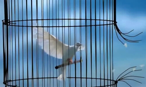 آزادی ۵ بانوی مددجو در کاشان به مناسبت روز زن؛ داستانی از همدلی و گذشت