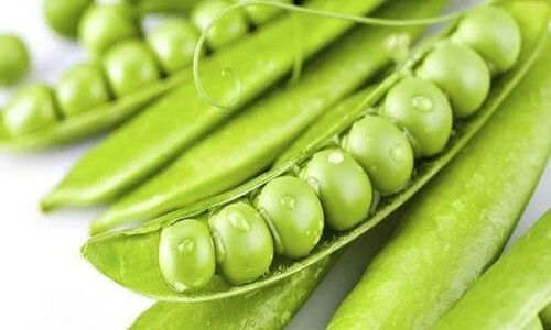 برداشت ۲۵۰ تُن نخود سبز در سرباز؛ رونق کشاورزی با محصولی بی‌نظیر