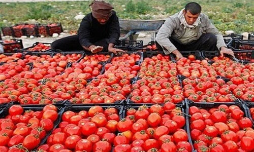 افتتاح ۵ روستابازار جدید در گلستان؛ تحولی بزرگ در توزیع کالاهای اساسی