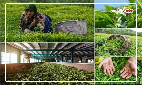 صادرات چای ایران جهش یافت؛ بازار داخلی و خارجی در مسیر رونق بی‌سابقه