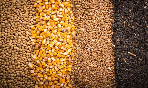 آغاز عملیات بزرگ تخلیه ۵۰ کشتی نهاده دامی؛ تحولی مهم در تامین بازار کشور