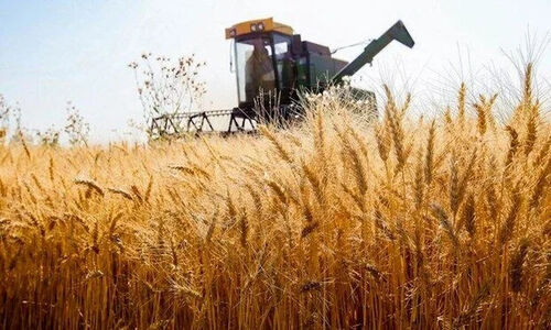 کشت گندم در بوشهر افزایش چشمگیر یافت؛ ۳۶ هزار هکتار زیر کشت رفت!