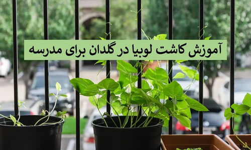 آموزش جذاب کاشت لوبیا در مدرسه؛ نکات طلایی که هر دانش‌آموز باید بداند!