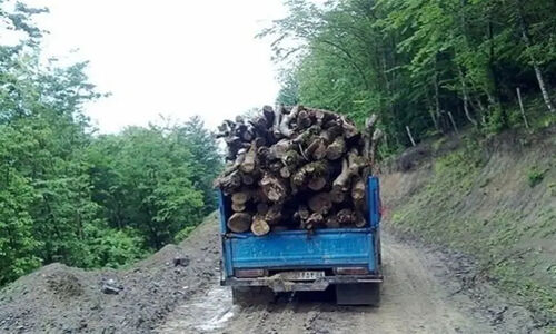 کشف حیرت‌انگیز ۳۰ تُن چوب قاچاق در برخوار؛ ارزش ۶۰ میلیاردی توقیف شد!