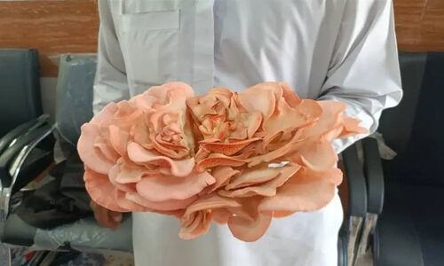 اولین برداشت قارچ صدفی در هنرستان مرزی سرباز؛ آموزش به تولید واقعی رسید!