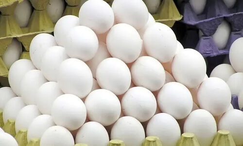 چرا قیمت تخم‌مرغ در خراسان شمالی دو برابر شد؟ پشت پرده افزایش نهاده‌های دامی