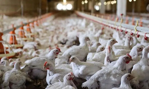 چرا طرح بومی کاهش هزینه و انرژی در مرغداری‌ها هنوز به اجرا نرسیده است؟