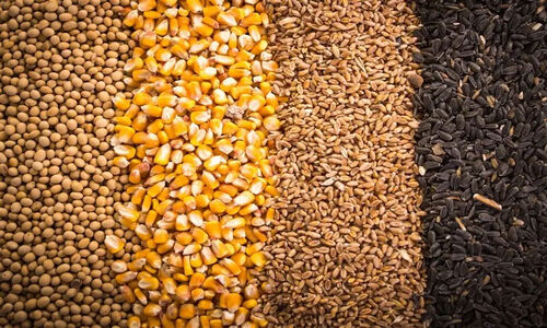 هشدار جهاد کشاورزی درباره تبعات تفویض اختیار در واردات آزاد کالاهای اساسی!