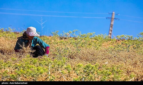 گلستان چگونه با کشت نخود، آینده کشاورزی خود را نجات می‌دهد؟
