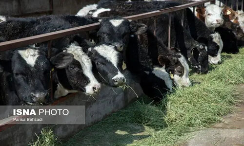 چرا دلال‌بازی و فساد بازار خوراک دام، دامداران را نگران کرده است؟
