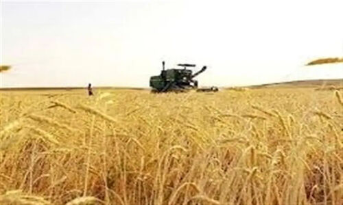آزمایش 11 رقم گندم در مزارع مشارکتی سمنان؛ راهکاری نوین برای مقابله با خشکسالی!