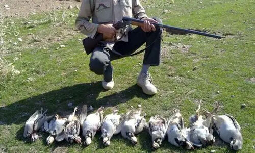 کشف لاشه پرندگان وحشی در حاشیه منطقه حفاظت شده ارس؛ محیط‌زیست وارد عمل شد!