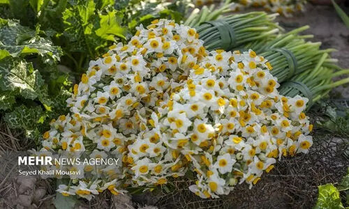 جشنواره گل نرگس خفر؛ فرصتی بی‌نظیر برای دیدار با بهار و هنرهای محلی