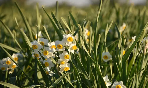 جشنواره گل نرگس خفر؛ نمایش شکوه طبیعت و هنر صنایع‌دستی در بوستان غدیر