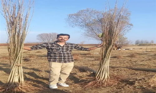 نهالستان شاهسون قیمت‌های شگفت‌انگیز نهال صنوبر و گردو را برای اولین بار در ایران ارائه کرد!