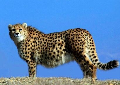 احیای پروژه حفاظت از یوز آسیایی پس از وقفه ۶ساله