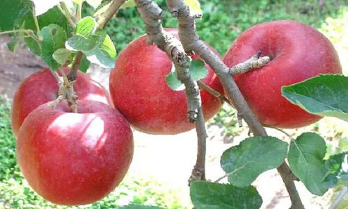 جشنواره سیب بروجرد رسماً در تقویم گردشگری کشور ثبت شد؛ فرصتی طلایی برای لرستان